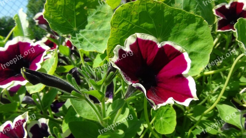 Nature Flowers Summer Petunia Free Photos