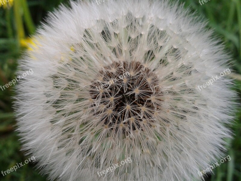 Dandelion Seeds Close Up Wild Flowers Free Photos