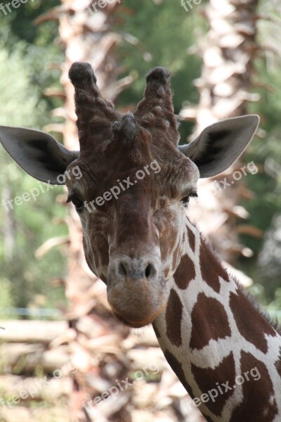 Giraffe Animal Zoo Free Photos