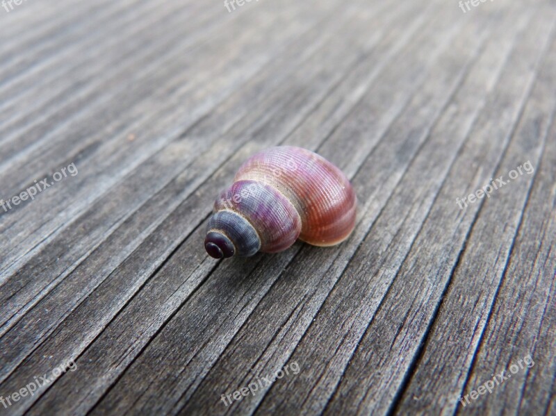 Conch Detail Weathered Wood Free Photos