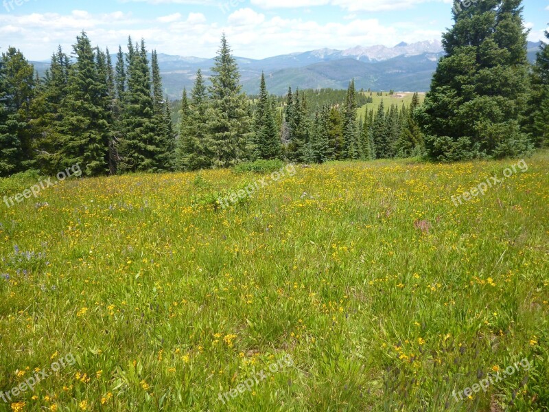 Wildflowers Mountains Meadows Free Photos