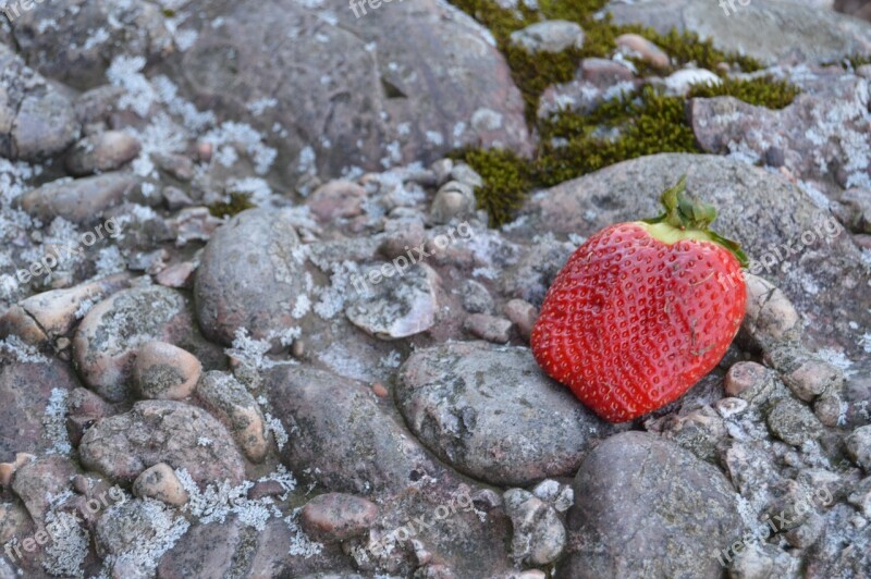 Strawberry Mountain Contrast Berry Fruit