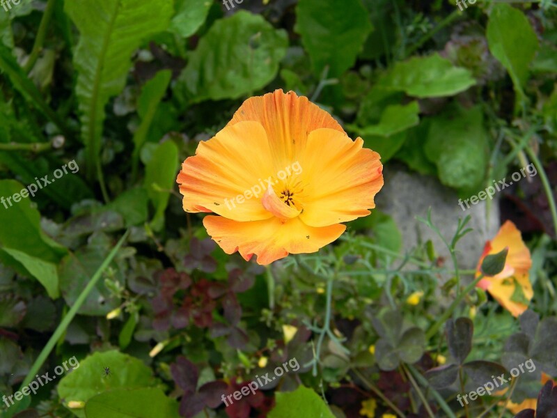 Eschscholzia California Poppy Mack Orange Flower