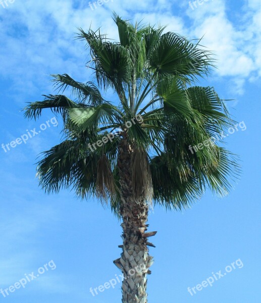 Palm Tree Nature Sky Beach Landscape