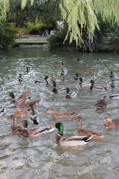 Duck Pissed Off Animals Free Photos