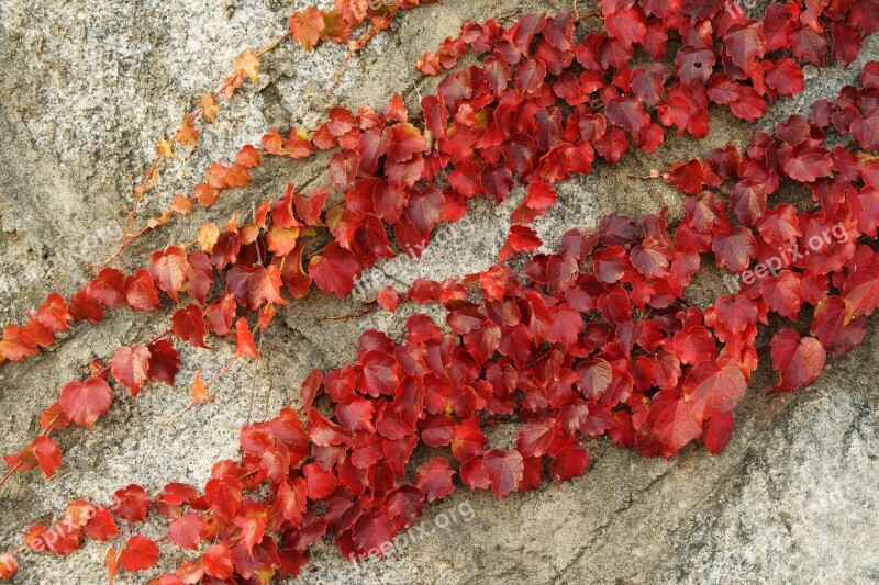 Ivy Vine Autumn Autumn Leaves Leaves