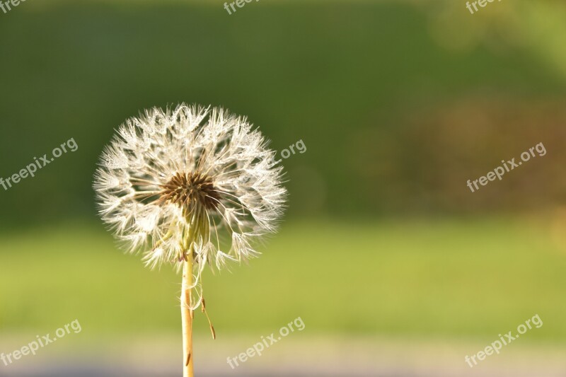 Dandelion Flower Morgentau Dewdrop Free Photos