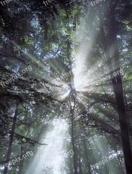 Sunbeam Trees Rays Atmosphere Mood