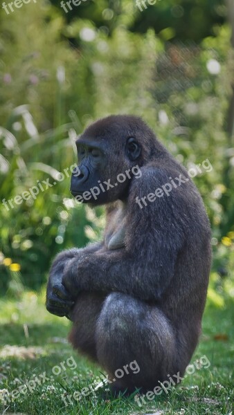 Gorilla Pregnancy Zen Free Photos