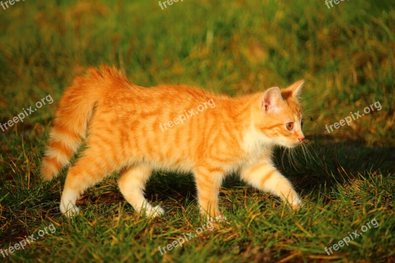 Kitten Cat Cat Baby Red Mackerel Tabby Young Cat