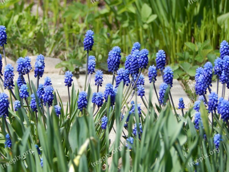 Spring Flowers Nature Plant Muscari