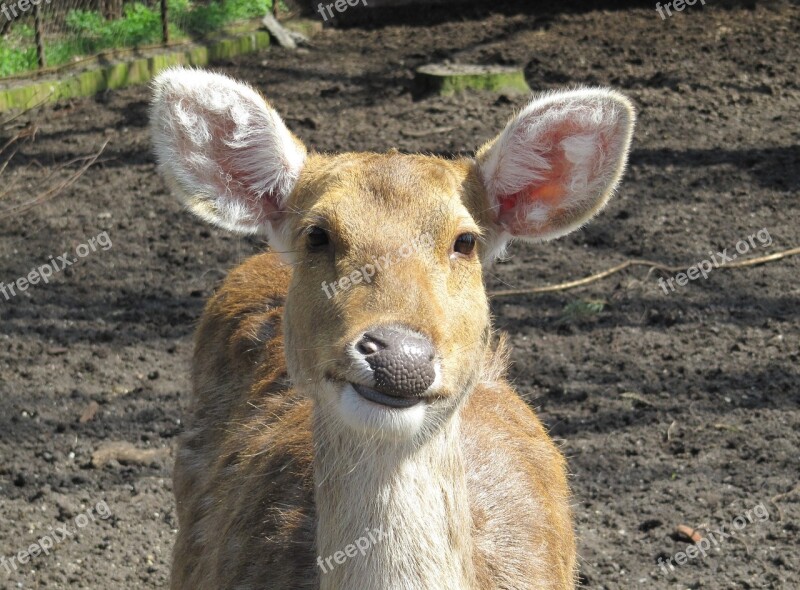 Animals Female Mammal Cervidae Nature