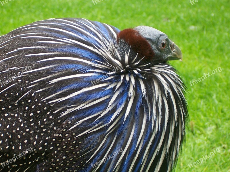 Vulture Bird Feather Iridescent Bird Feather