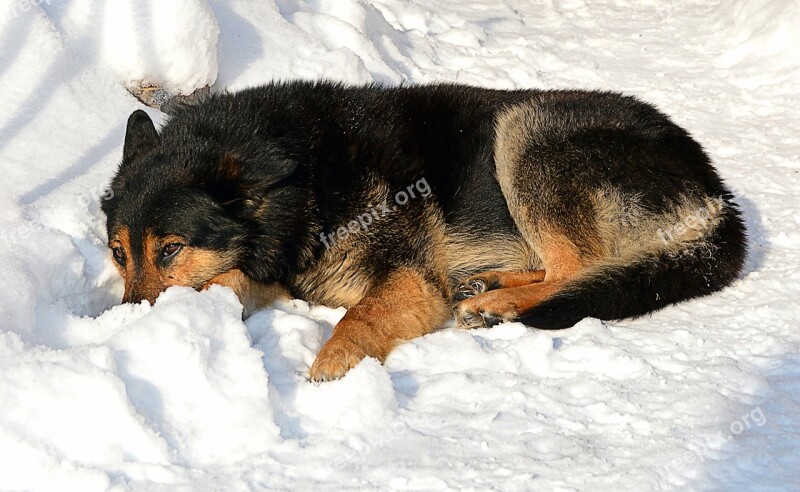 Dog Coldly Winter Snow Animal