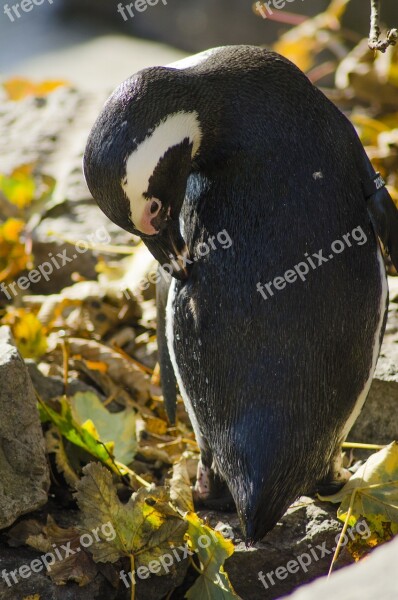 Penguin Color Animal Multicoloured Nature