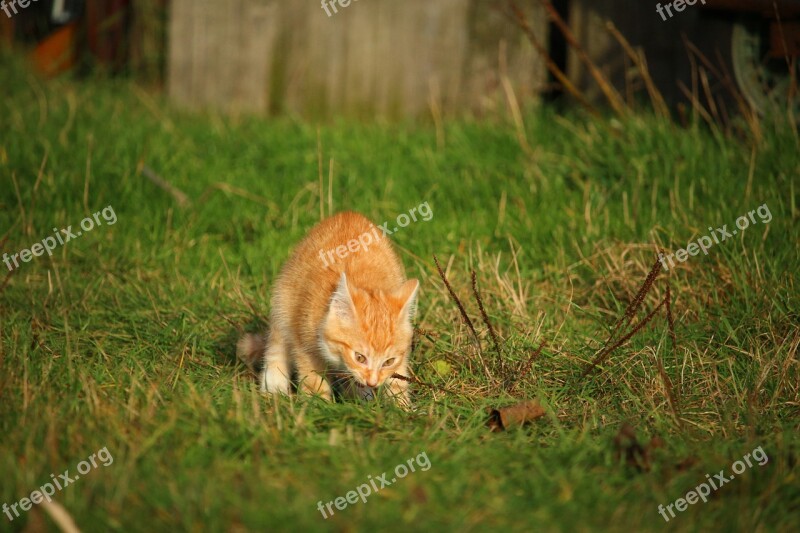 Cat Kitten Cat Baby Meadow Autumn