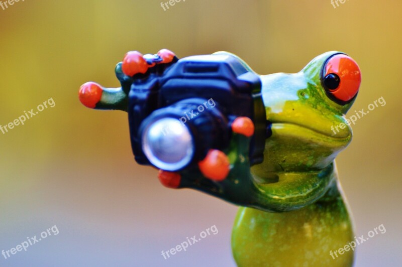 Photographer Frog Funny Camera Fun