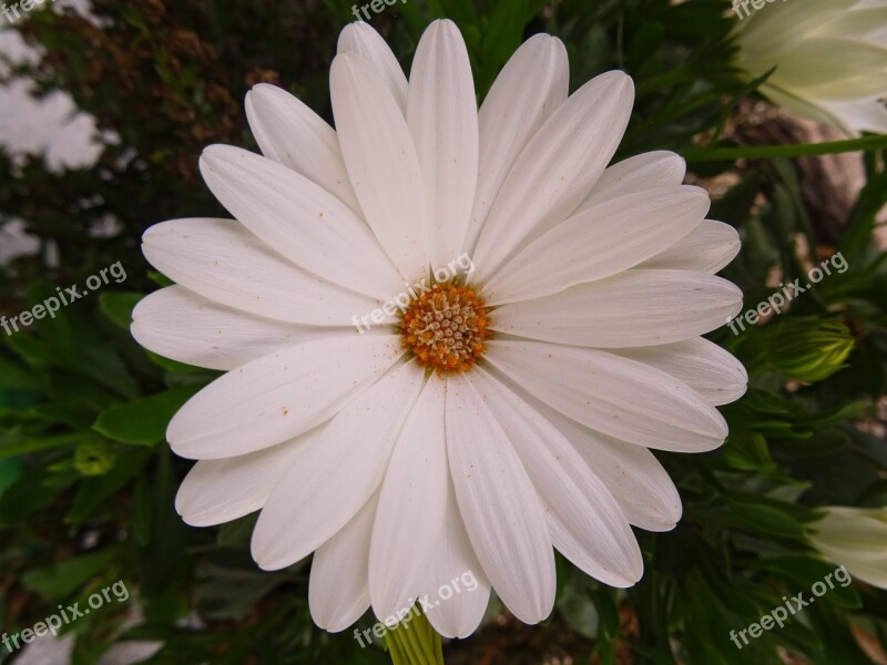 Flower Nature White Beautiful Flower Free Photos