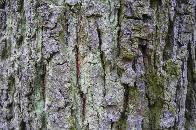 Bark Tree Nature Wood Tree Bark