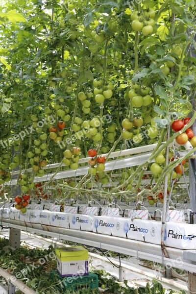 Tomatoes Cherry Tomatoes Greenhouse Hors-sol Agriculture