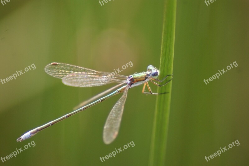 Dragonfly Moor Summer Evening Insect