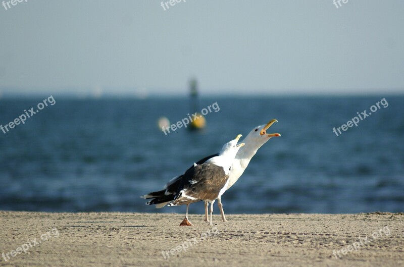 Sea Gull Beach Call Boje