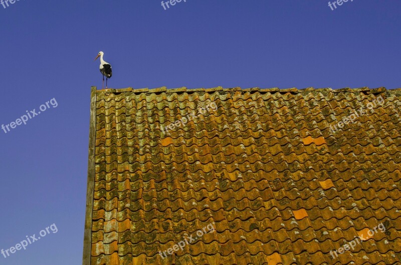 Nature Stork Village White Stork Bird