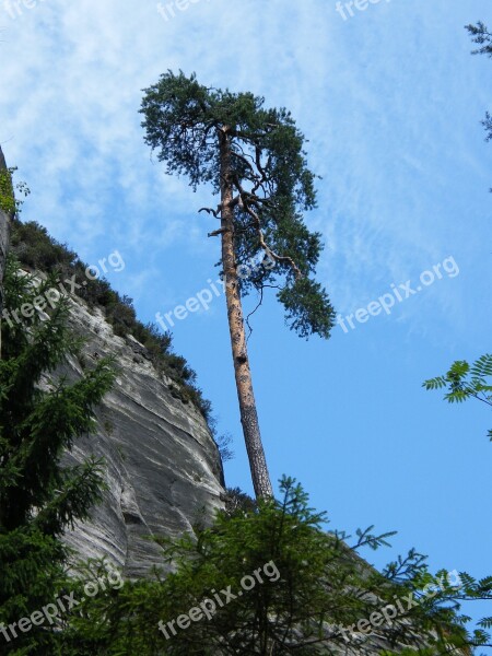 Pine Lonely Rock Blue Sky