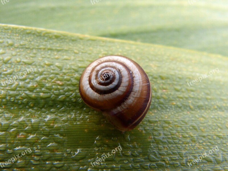 Snail Leaf Moisture Free Photos