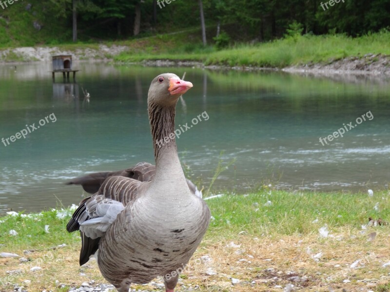 Greylag Goose Goose Lake Feather Animal