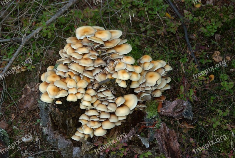 Mushroom Baumschwamm Forest Mushrooms On Tree Nature