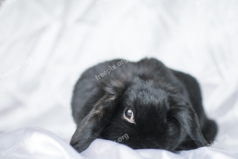 Bunny Rabbit Törpenyúl Cute Animals