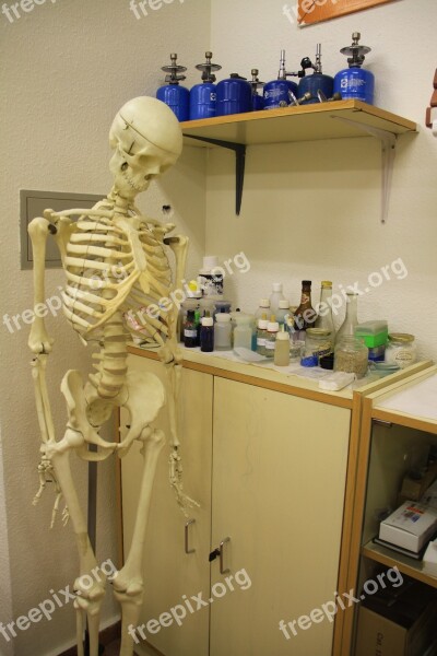 Skeleton Lab Anatomy Medicine Learning