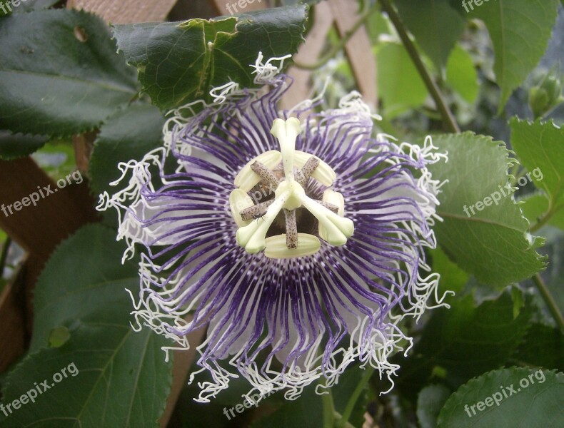 Flower Purple Flower Passionflower Plant Free Photos