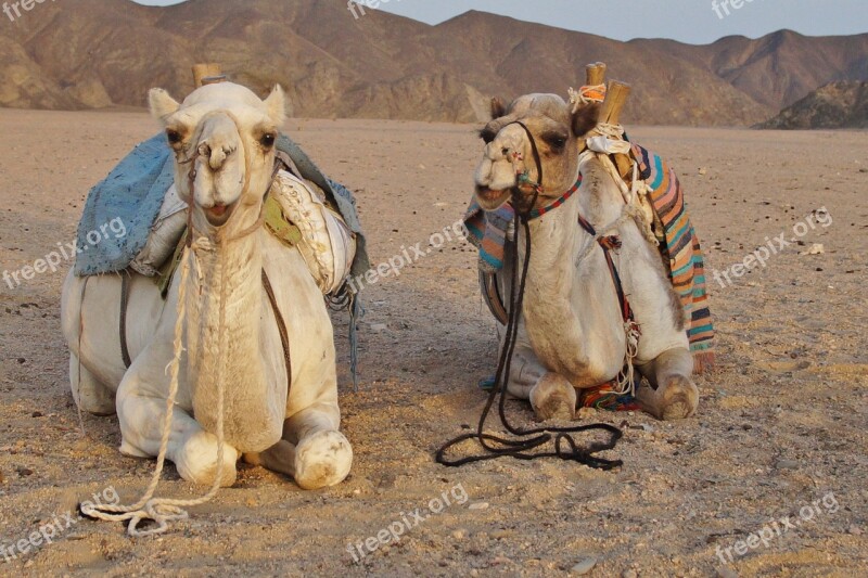 Desert Camel Desert Animal Sand Egypt