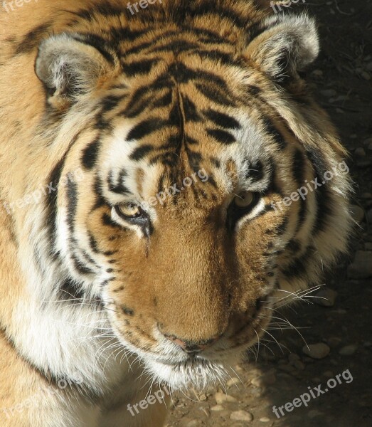 Tiger Head Cat Fur Wildlife