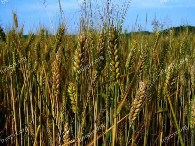 Wheat Ear Greenish-yellow Cereal Crop Free Photos