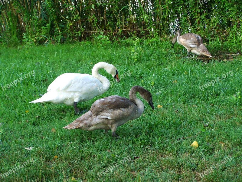 Mama Swan Swan Chicks Waterfowl Free Photos