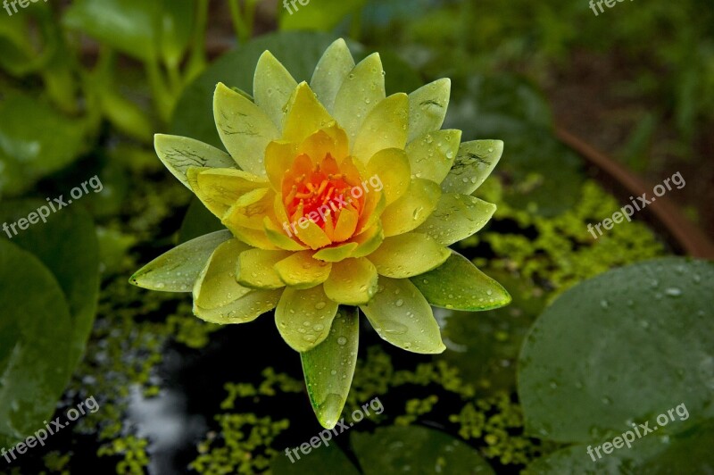 Water Lilies Flowers Yellow Nail Aquatic Plants