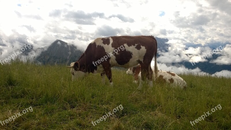 South Tyrol Alpine Mountains Cows Summit