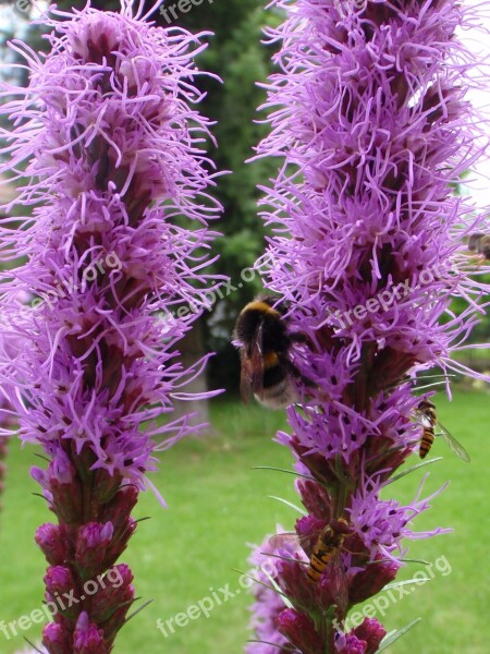 Hummel Flower Purple Insect Garden