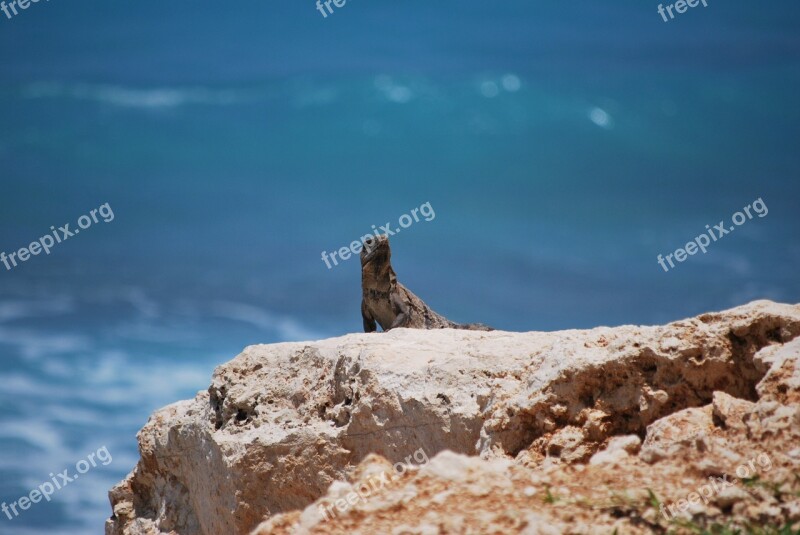 Cancún Reptile Iguana Rocks Ocean