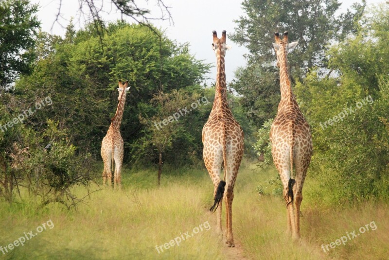 Running Giraffes Large Animals Group Africa Free Photos