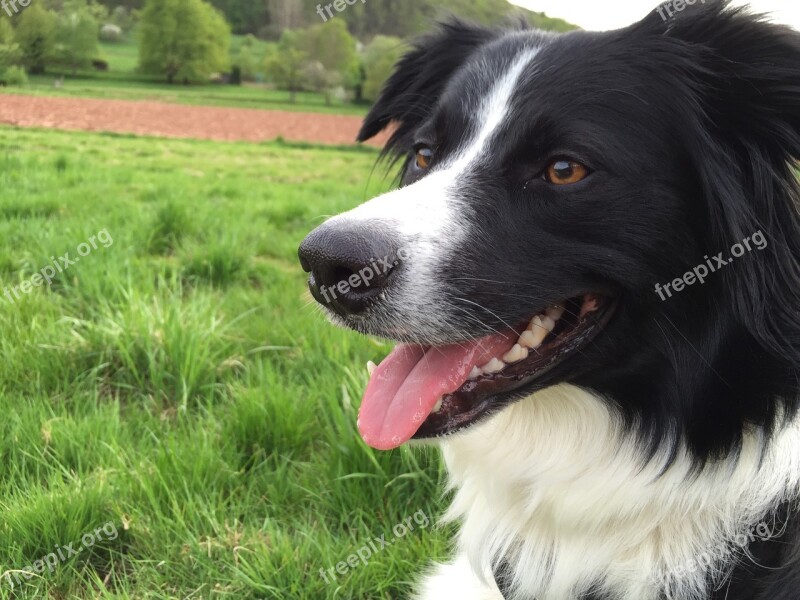 Dog Border Collie Pet Animal Portrait Attention