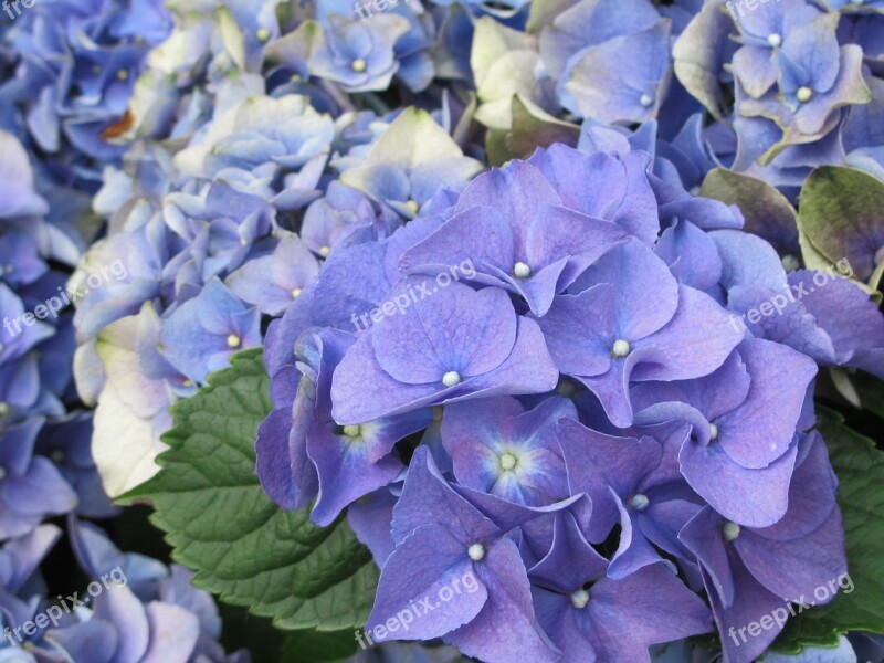 Hydrangea Floral Petal Romantic Bouquet Of Flowers