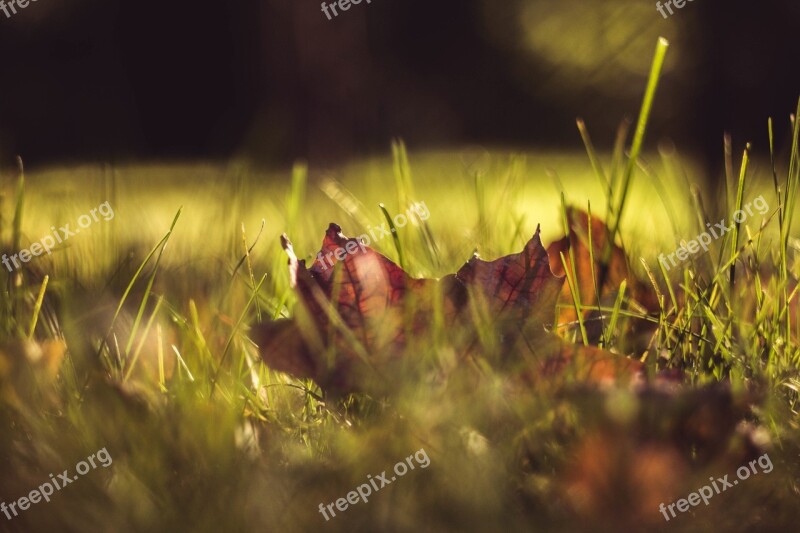 Leaf Grass Ground Meadow Fall