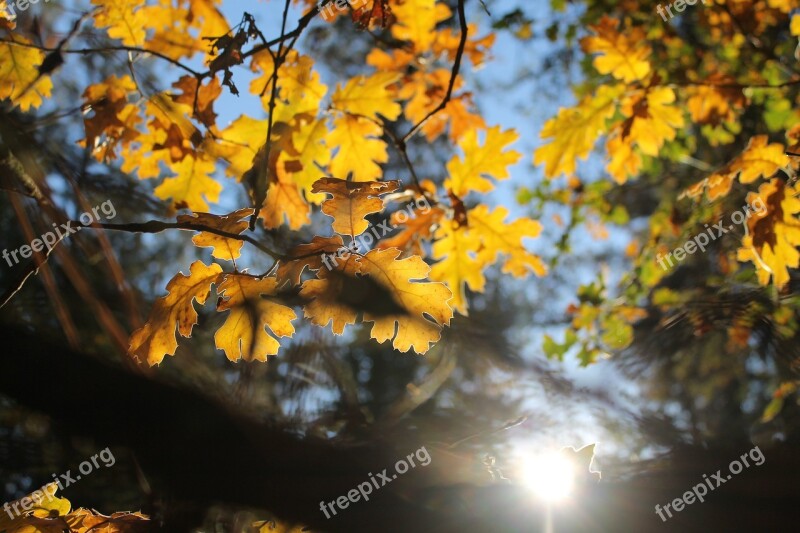 Leaves Autumn Foliage Oak Tree Yellow