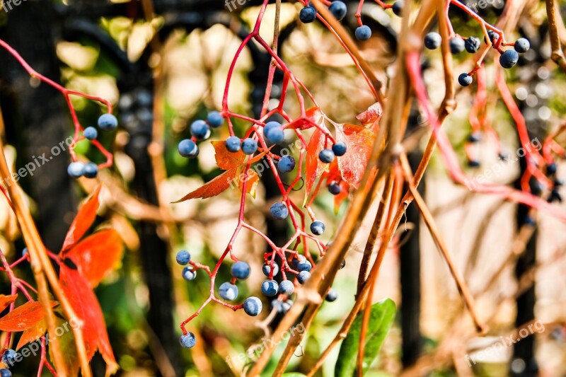 China Qingdao Autumn Close-up Free Photos