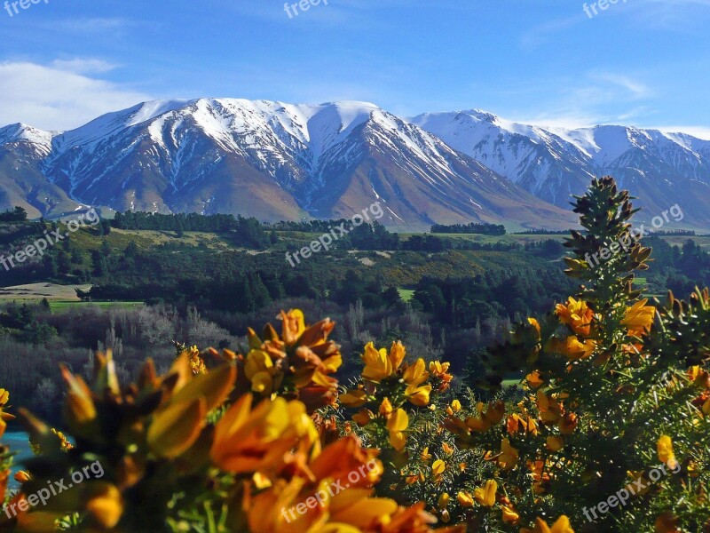 New Zealand Mountains Gorse Yellow Landscape