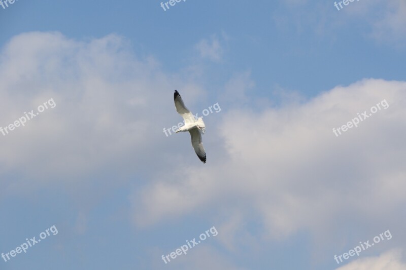 Sky Flight Nature Birds Emergency